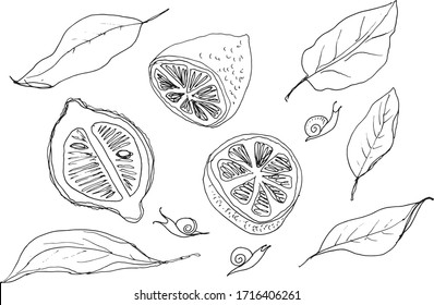 fresh hand drawn lemons and garden snails graphic vector illustration set / sliced fruits collection lemon botanical sketch / summer plant leaf art