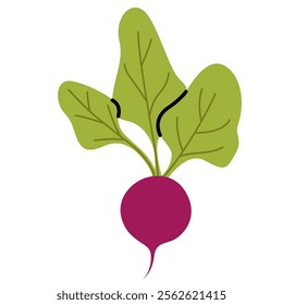 Fresh hand drawn whole beet with green leaves. Beetroot vegetable in doodle flat style.
