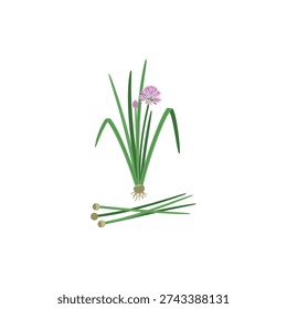 Fresh Harvest Flat Vector Chives Plant with Purple Flower and Bud