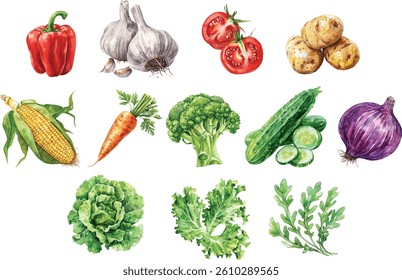 Fresh harvest watercolor vegetables. Hand-painted vector set of garden greens, roots, and colorful produce