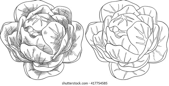 Fresh head of cabbage. Isolated set