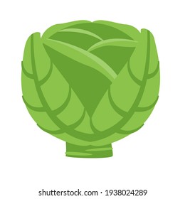 Fresh head of cabbage, simple flat vector illustration