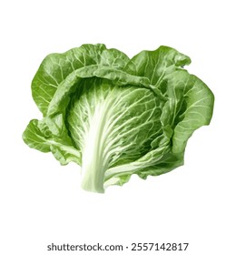 A fresh head of green lettuce with crisp leaves, ideal for salads and healthy dishes.