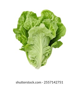 A fresh head of lettuce, showcasing vibrant green leaves, ideal for salads and healthy meals.