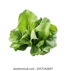 A fresh head of lettuce, showcasing vibrant green leaves, ideal for salads and healthy meals.