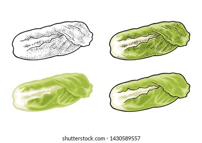 Fresh head of napa cabbage. Vector color vintage engraving and flat illustration for menu, poster, label. Isolated on white background