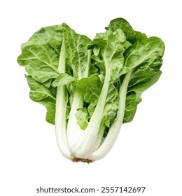 A fresh head of romaine lettuce with crisp green leaves and a white base.