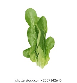 A fresh head of romaine lettuce, vibrant and healthy, ideal for salads and cooking.