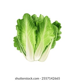 A fresh head of romaine lettuce with vibrant green leaves and a crisp appearance.