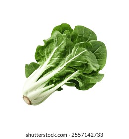 A fresh head of romaine lettuce with vibrant green leaves.