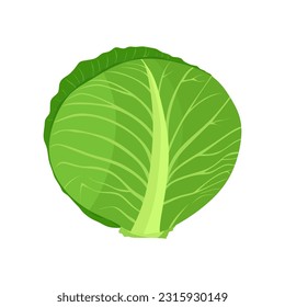 Fresh and healthy cabbage in flat cartoon style. Head of Cabbage with bright green leaves isolated on white background. Vegetarian food and Organic ingredient for salad. Vector illustration