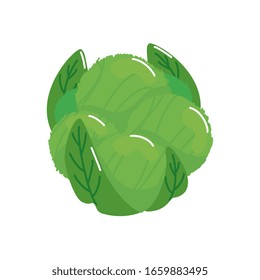 fresh and healthy cabbage isolated icon vector illustration design