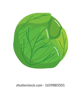 fresh and healthy cabbage isolated icon vector illustration design