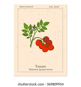 fresh healthy red tomato branch. Vector illustration