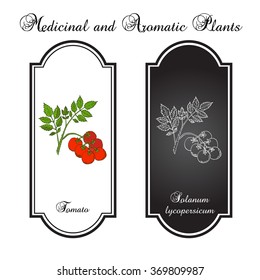 fresh healthy red tomato branch. Vector illustration