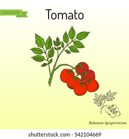 fresh healthy red tomato branch. Vector illustration