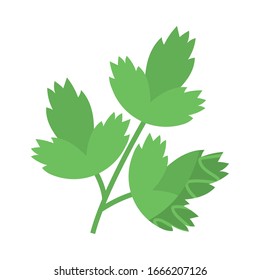 fresh and healthy vegetable, celery leaves on white background vector illustration design