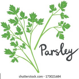 Fresh Herb Illustration with Handwritten Name: Parsley