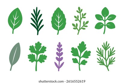 Fresh Herb Leaf Icons Collection