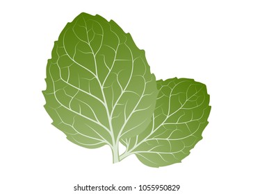 Fresh herb leaf. Mint leaves isolated on white background. foliage vector