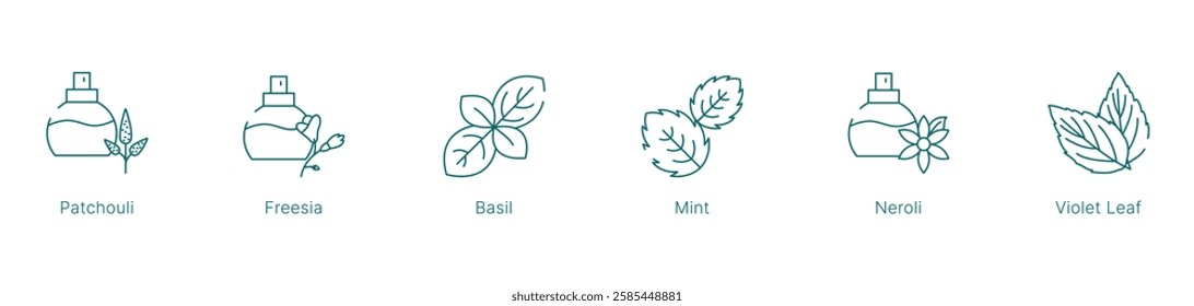 Fresh and Herbal Fragrance Notes Vector Icon Set