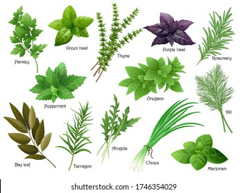 Fresh herbs collection: arugula, dill, parsley, green chives, oregano, green and purple basil, marjoram, thyme, tarrgon, bay leaf, peppermint, rosemary. Vector illustration.