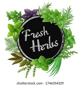 
Fresh herbs collection: arugula, dill, parsley, green chives, oregano, green and purple basil, marjoram, thyme, tarrgon, bay leaf, peppermint, rosemary. Vector illustration.