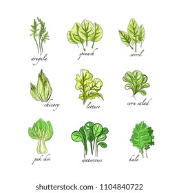 Fresh herbs set, arugula, spinach, sorrel, chicory,lettuce, corn, bok choy, salad, watercress, kale plants hand drawn vector Illustrations on a white background
