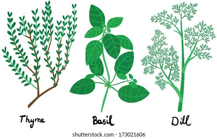 Fresh Herbs Set with Names in Calligraphy: Thyme, Basil and Dill