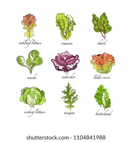 Fresh herbs set, oak leaf, romaine, chard, mache, radicchio, lollo, rosso, iceberg lettuce, mizuna, butterhead plants hand drawn vector Illustrations on a white background