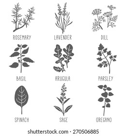 Fresh herbs and spices icon set. Vector illustration.