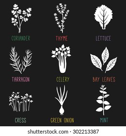 Fresh herbs and spices icon set. Vector illustration.