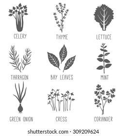 Fresh Herbs And Spices Icon Set. Vector Illustration.