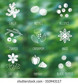 Fresh herbs and spices icon set on the nature blurry background. Ginger, Allspice, Cardamom, Juniper, Nutmeg, Saffron, Anise, Paprika, Black pepper. Vector illustration.