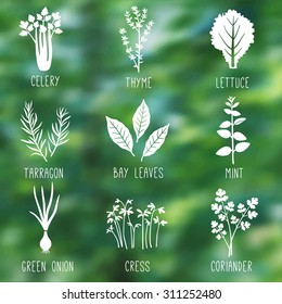 Fresh herbs and spices icon set on the nature blurry background. Celery, Thyme, Lettuce, Tarragon, Bay leaves, Mint, Green onion, Cress, Coriander. Vector illustration.