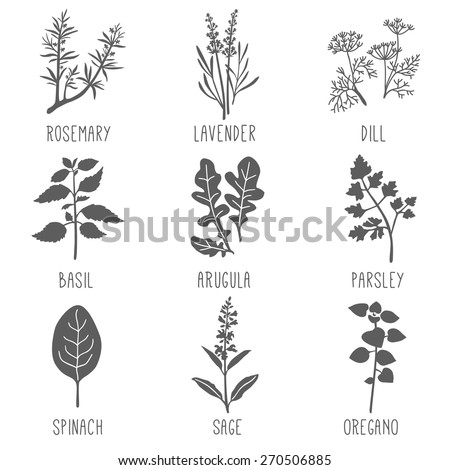 Fresh herbs and spices icon set. Vector illustration.