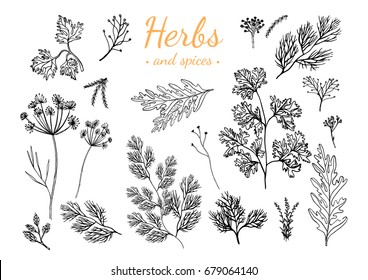 Fresh herbs and spices isolated on white background. Engraving style black and white vector illustration
