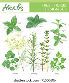 Fresh herbs. Vector design set.