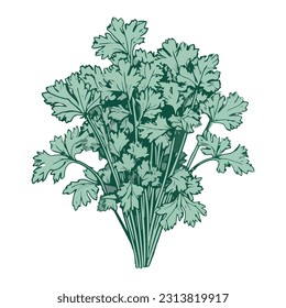 Fresh herbs and vegetables parsley icon isolated