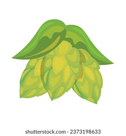 Fresh hop cone on white background