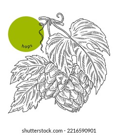 Fresh hop plant, brewery of beer production, close-up, hand drawn sketch, ink, vintage engraving. Design element for decoration package, shops, markets. Engraved vector illustration, isolated on white