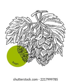 Fresh hop plant, brewery of beer production, close-up, hand drawn sketch, ink, vintage engraving. Design element for decoration package, shops, markets. Engraved vector illustration, isolated on white