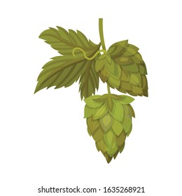 Fresh Hop Plant with Cone and Green Leaves Isolated on White Background Vector Illustration