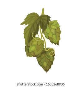 Fresh Hop Plant with Cone and Green Leaves Isolated on White Background Vector Illustration
