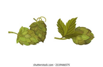 Planta de lúpulo fresco con conos y hojas verdes. Ingrediente orgánico de malta natural para la producción de bebidas alcohólicas ilustración vectorial