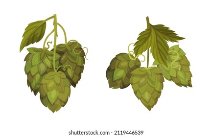 Fresh hop plant with cones set. Natural ingredient for brewery products vector illustration
