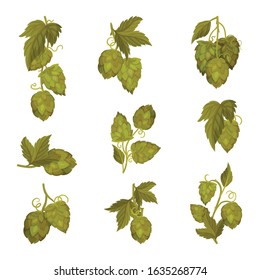 Fresh Hop Plants with Cones and Green Leaves Isolated on White Background Vector Set