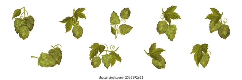 Fresh Hop Plants with Cones and Green Leaves Vector Set