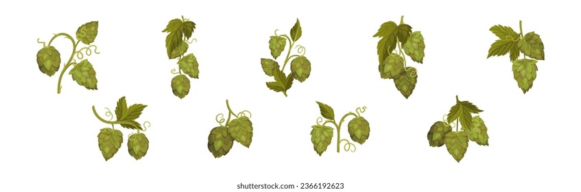 Fresh Hop Plants with Cones and Green Leaves Vector Set