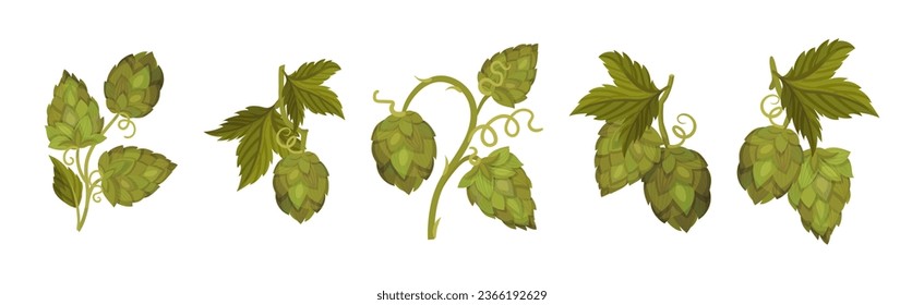 Fresh Hop Plants with Cones and Green Leaves Vector Set